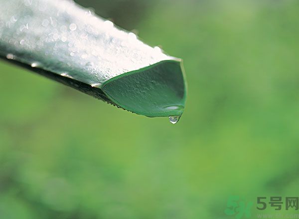 孕婦可以用蘆薈汁搽臉嗎？孕婦可以涂抹蘆薈汁嗎？