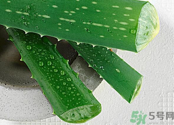 夏天吃蘆薈可以降火嗎？夏天吃蘆薈能清火嗎？