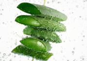 夏天吃蘆薈可以降火嗎？夏天吃蘆薈能清火嗎？