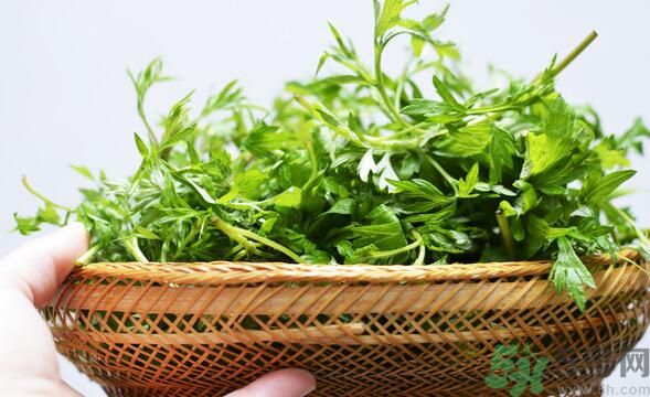 菖蒲是艾葉嗎？菖蒲是什么？