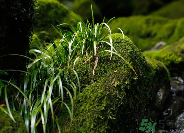 什么樣的菖蒲好？怎樣選購(gòu)菖蒲？