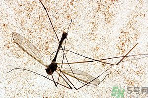 蚊子討厭什么氣味？蚊子討厭什么顏色？