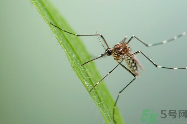 蚊子討厭什么氣味？蚊子討厭什么顏色？