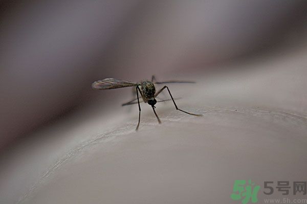 蚊子討厭什么氣味？蚊子討厭什么顏色？
