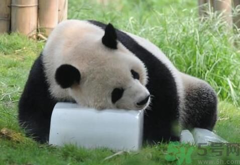 中暑可以吃水果嗎？中暑吃什么水果好？