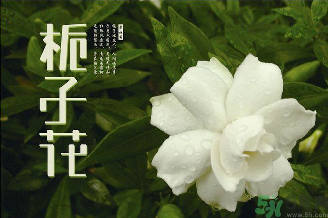 梔子花可以美容嗎？梔子花怎樣美容？