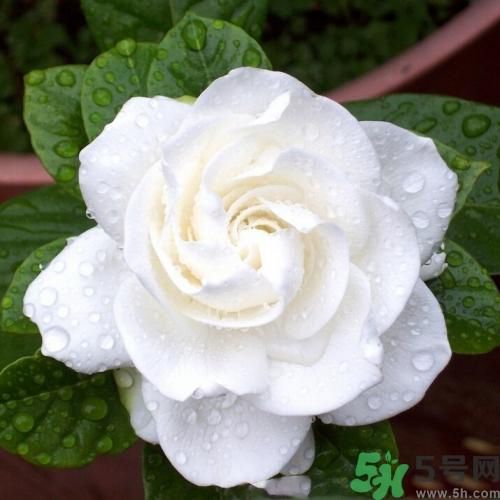 梔子花茶可以補(bǔ)血嗎？貧血可以喝梔子花茶嗎？