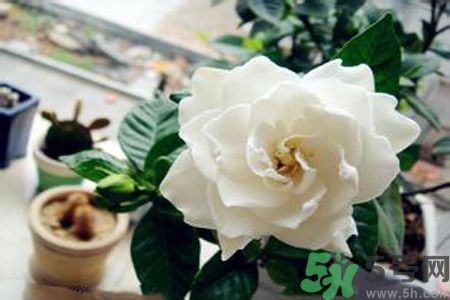梔子花可以降血糖嗎？梔子花茶可以降血糖嗎？