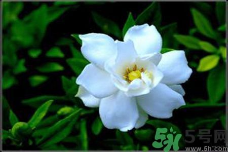 梔子花可以降血糖嗎？梔子花茶可以降血糖嗎？
