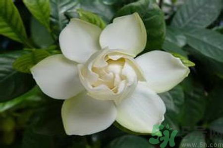 寶寶可以聞梔子花的味道嗎？寶寶聞梔子花的味道好嗎？