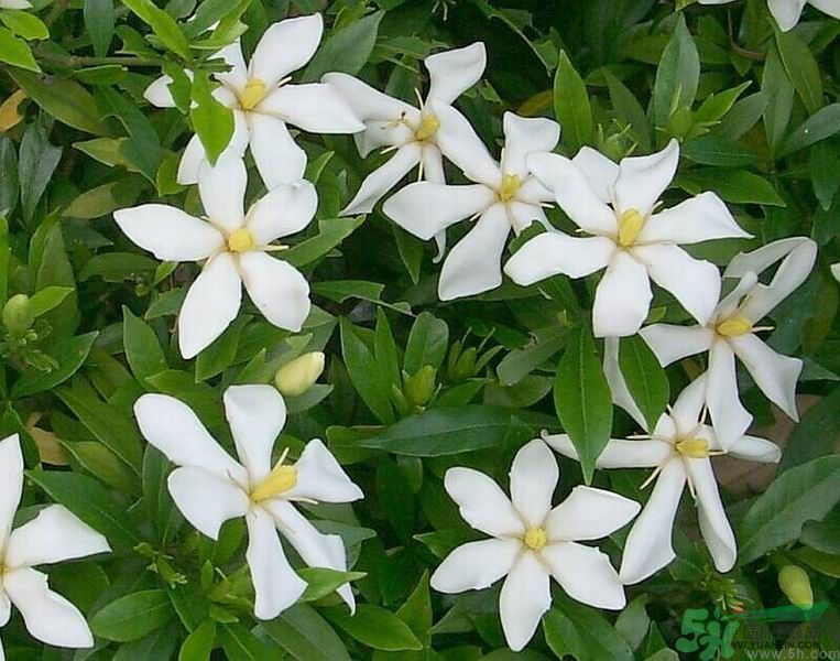 梔子花的葉子為什么會(huì)發(fā)黃？梔子花的葉子發(fā)黃了怎么辦？