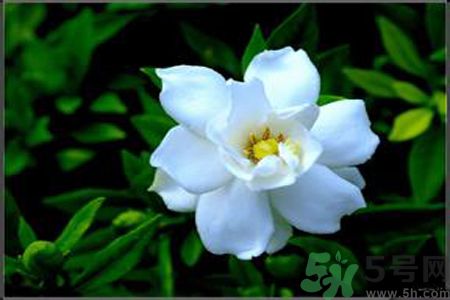 梔子花的葉子為什么會(huì)發(fā)黃？梔子花的葉子發(fā)黃了怎么辦？