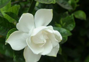 梔子花可以安神嗎？梔子花可以治療失眠嗎？