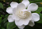 梔子花的葉子為什么會發(fā)黃？梔子花的葉子發(fā)黃了怎么辦？