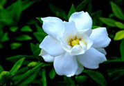 梔子花茶可以降血壓?jiǎn)?？梔子花泡水可以降血壓?jiǎn)幔?><p><strong>梔子花茶可以降血壓?jiǎn)幔織d子花泡水可以降血壓?jiǎn)幔?/strong></p></a></li> </ul>
</div>
<div   id=