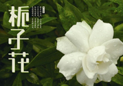 梔子花可以減肥嗎？梔子花怎么減肥？