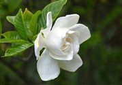梔子花可以降血糖嗎？梔子花茶可以降血糖嗎？