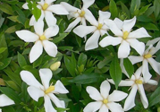 梔子花茶是熱性還是涼性？梔子花茶是涼性的嗎？