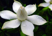 梔子花茶可以補(bǔ)血嗎？貧血可以喝梔子花茶嗎？