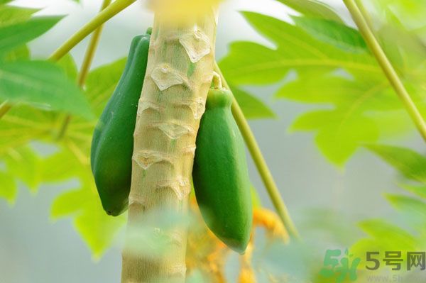 木瓜是水果還是蔬菜？青木瓜是水果嗎？