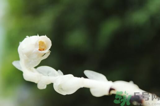 死亡之花可以吃嗎？死亡之花吃了會(huì)中毒嗎？