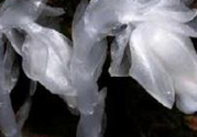 陜西發(fā)現(xiàn)死亡之花 水晶蘭為什么叫死亡之花？