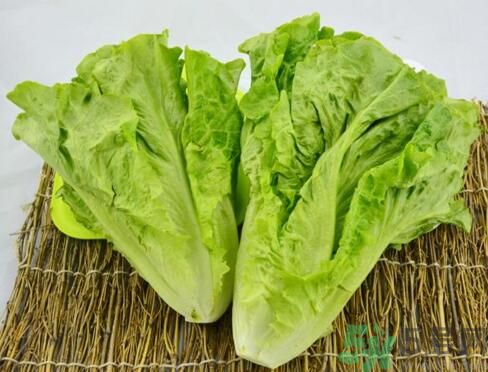 吃生菜會長斑嗎？吃生菜會造成長斑嗎？
