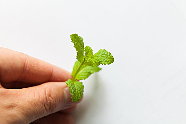 薄荷能治蕁麻疹嗎？蕁麻疹喝薄荷茶有用嗎？