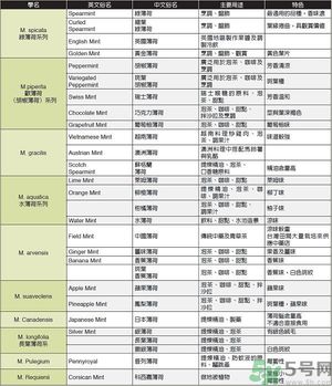 薄荷能美白嗎？薄荷的功效與作用