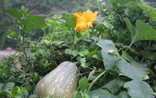 南瓜吃了皮膚會(huì)變黃嗎？吃南瓜對(duì)皮膚有什么影響？