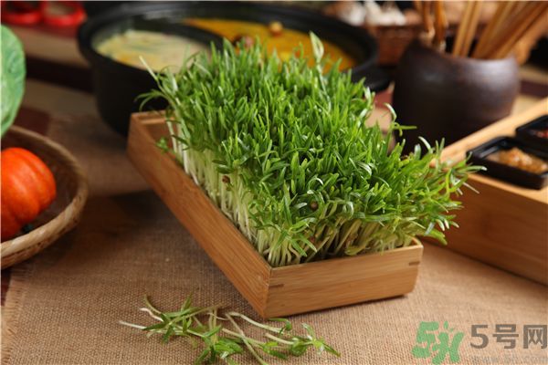 空心菜是菠菜嗎？空心菜是不是菠菜？