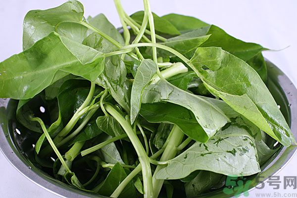 空心菜是菠菜嗎？空心菜是不是菠菜？