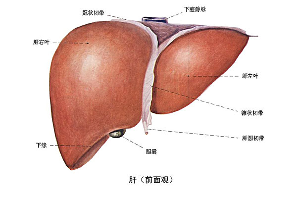 臉上長痘能吃南瓜嗎？臉上長痘吃南瓜好不好？