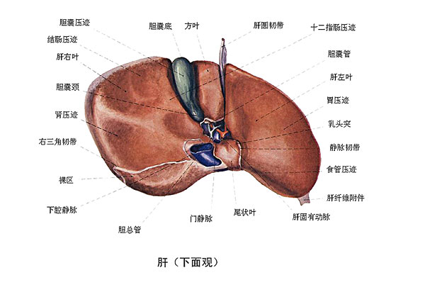 臉上長痘能吃南瓜嗎？臉上長痘吃南瓜好不好？