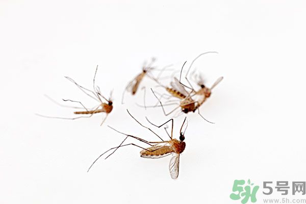 點蚊香為什么還有蚊子？為什么點蚊香沒有用了？