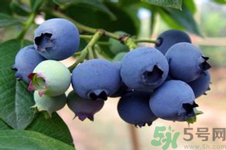 藍(lán)莓上面的白色的東西是什么？藍(lán)莓上面的白色的東西可以吃嗎？