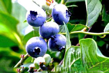 什么是藍(lán)莓李果？藍(lán)莓李果和藍(lán)莓的區(qū)別？