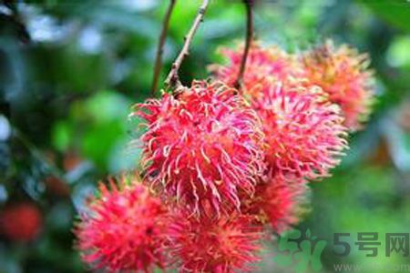 寶寶可以吃紅毛丹嗎？寶寶多大了可以吃紅毛丹？