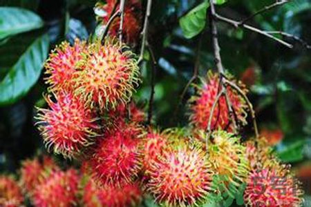 紅毛丹的殼可以吃嗎？紅毛丹的皮可以吃嗎？