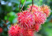 寶寶可以吃紅毛丹嗎？寶寶多大了可以吃紅毛丹？