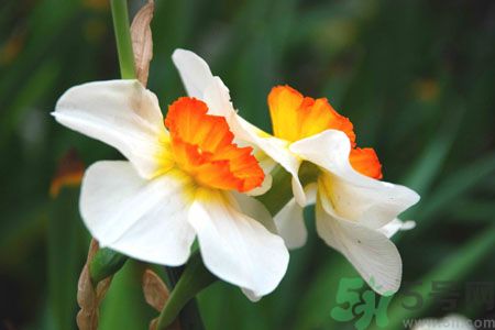 父親節(jié)送什么花好？父親節(jié)送什么花？