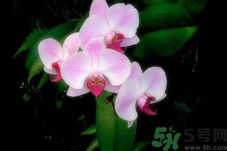 父親節(jié)送什么花好？父親節(jié)送什么花？
