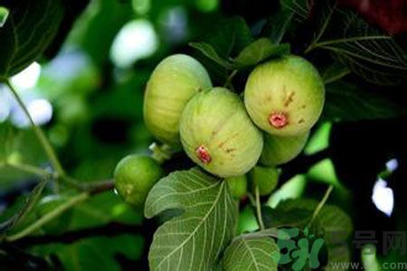 孕婦可以吃無(wú)花果嗎？懷孕可以吃無(wú)花果嗎？