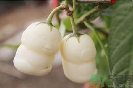 人參果是發(fā)物嗎？人參果是不是發(fā)物？