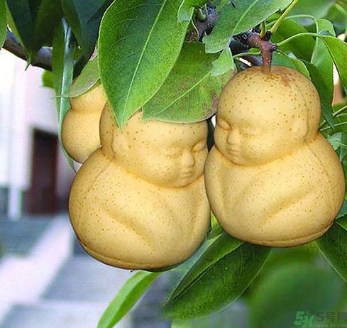 哺乳期可以吃人參果嗎？哺乳期吃人參果好嗎？