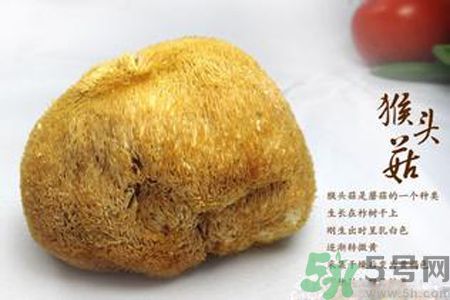 猴頭菇是發(fā)物嗎？猴頭菇是不是發(fā)物？