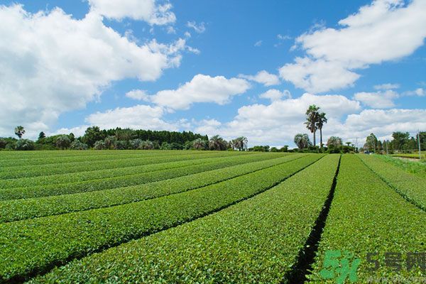 綠茶可以去黑眼圈嗎？綠茶去黑眼圈的方法