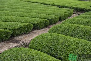 綠茶可以去黑眼圈嗎？綠茶去黑眼圈的方法