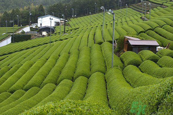 綠茶可以去黑眼圈嗎？綠茶去黑眼圈的方法