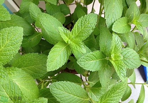薄荷能美白嗎？薄荷有什么功效和作用？